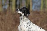 SETTER ANGLAIS 092